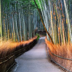 Bamboo Forest, Kyoto