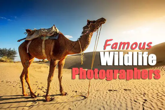 Famous Wildlife Photographers