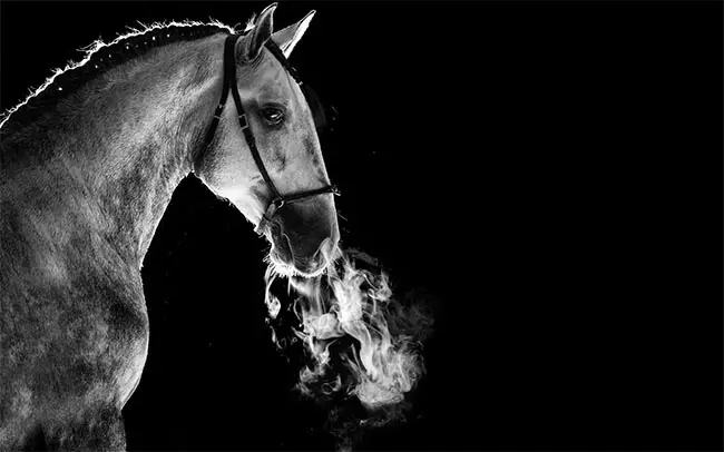 Raphael Macek photography, a famous equine photographer