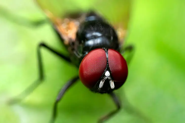macro lens insect shot